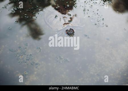 Close up of turtle swimming underwater. Stock Photo