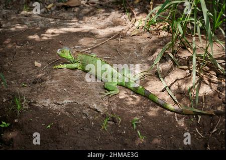 green iguana (Iguana iguana), Rio Bebedero, Costa Rica, Central America Stock Photo