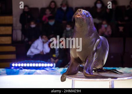 performance of the show in the fur seal circus Stock Photo