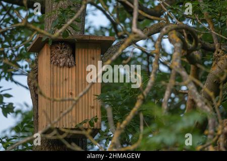 Tawny Owl in nest box Stock Photo