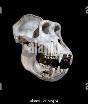 The skull of the western lowland gorilla on a black background. Stock Photo