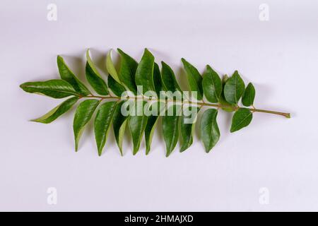 fresh curry leaves isolated on white background, top view Stock Photo