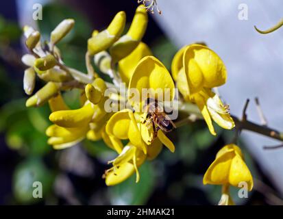 Yellow necklacepod flowers (Sophora tomentosa) and bee, Rio de Janeiro Stock Photo