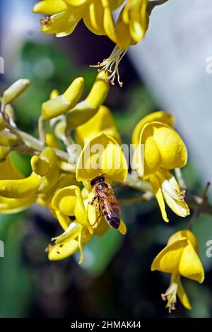 Yellow necklacepod flowers (Sophora tomentosa) and bee, Rio de Janeiro Stock Photo