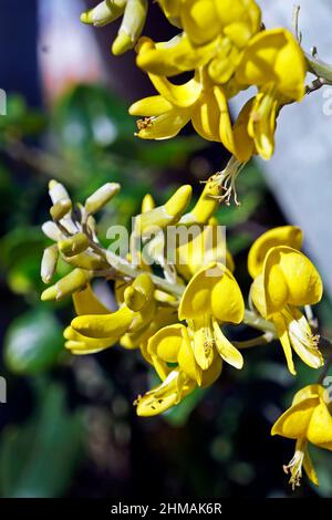 Yellow necklacepod flowers (Sophora tomentosa), Rio de Janeiro Stock Photo