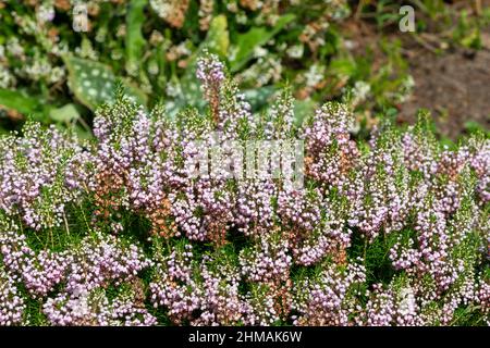 Close up of Cornish heath (erica vagans( flowers in bloom Stock Photo