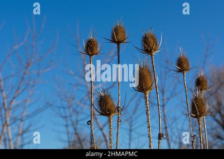 Dry flowers of Dipsacus fullonum, also known as wild teasel or fullers teasel, on blue sky background. Spiky and noxious weeds, dry ikebana flower Stock Photo
