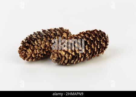 Two pine cones lie side by side. It is located on a white surface. Close-up. Stock Photo