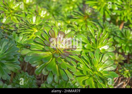 Succulent plant bushes in the soil of the greenhouse on a sunny day Stock Photo