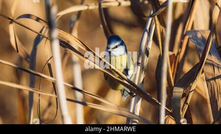 Closeup shot of a Bluetit bird standing on a branch with blurry brown background Stock Photo