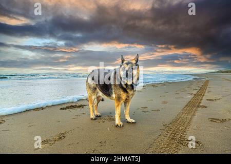 German Shepherd in seascape during sunset with seawater flowing onto the beach against a background of warm colored clouds Stock Photo