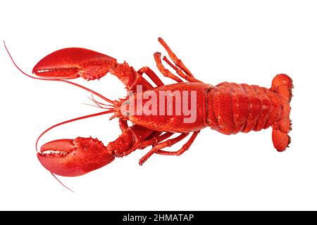 Cooked Atlantic lobster on a white background. Stock Photo
