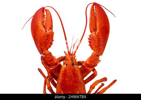Cooked Atlantic lobster on a white background. Stock Photo