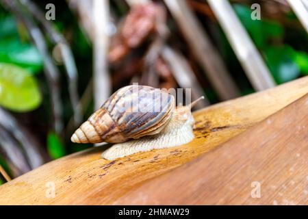 Praslin snail (Pachnodus praslinus) sitting on dry palm leaf on Praslin Island, Seychelles. Stock Photo