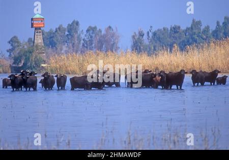 Water buffalo in a shallow marsh, Hula Nature Reserve, Israel Stock Photo