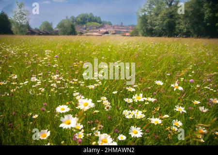 Daisies in the meadow with view of town Stock Photo
