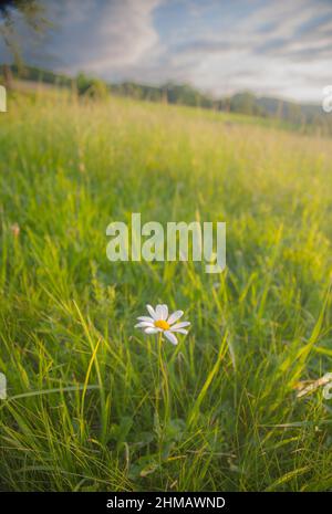 One daisy Stock Photo
