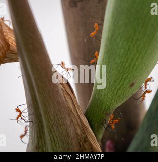 Numerous small ants working on a plant. Garden insects. Stock Photo
