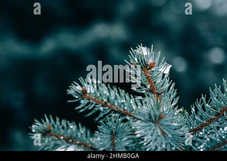 Close up of fir tree branches in water drops covered with melting snow. Real spring, winter background Stock Photo