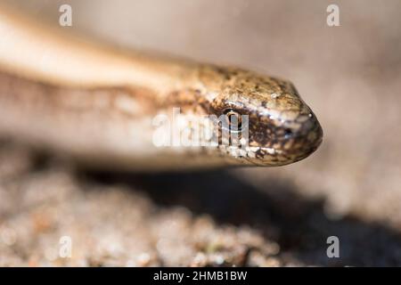 Eastern Slow-worm or Eastern Slowworm (Anguis colchica), species recently separated from the common slow worm (Anguis fragilis), Estonia. Stock Photo