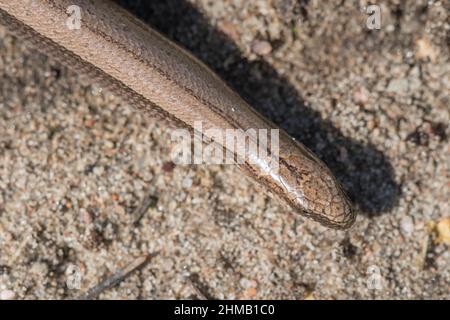 Eastern Slow-worm or Eastern Slowworm (Anguis colchica), species recently separated from the common slow worm (Anguis fragilis), Estonia. Stock Photo