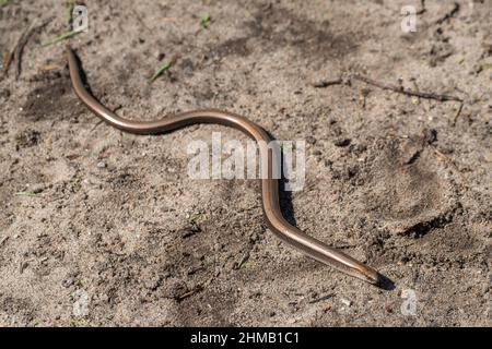 Eastern Slow-worm or Eastern Slowworm (Anguis colchica), species recently separated from the common slow worm (Anguis fragilis), Estonia. Stock Photo