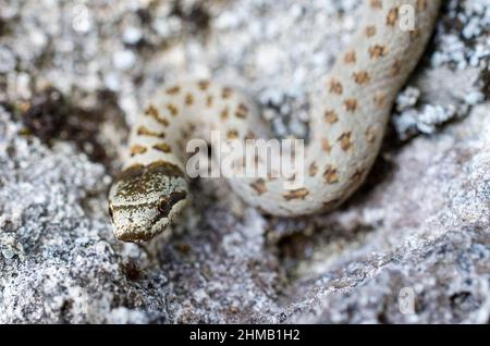 Smooth snake (Coronella austriaca) on a rock, young. Stock Photo