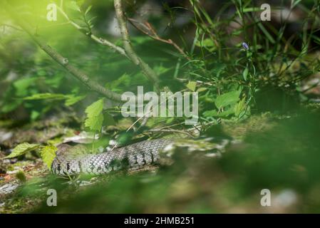 Barred grass snake (Natrix helvetica) is a non-venomous colubrid snake, included within the grass snake species, Natrix natrix, until August 2017. Stock Photo