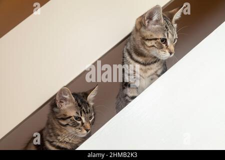 Two kittens with their heads poking through stair banister rails Stock Photo
