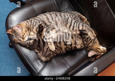 Two kittens sleeping together on a office chair Stock Photo