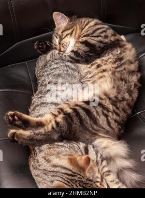 Two kittens sleeping together on a office chair Stock Photo