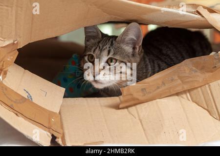 One kitten inside a cardboard box looking out. Stock Photo