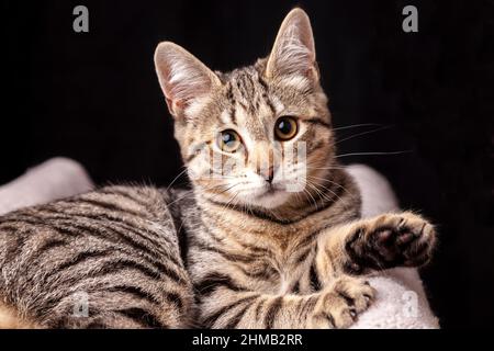 Portrait of a cute six month old kitten against a black background Stock Photo