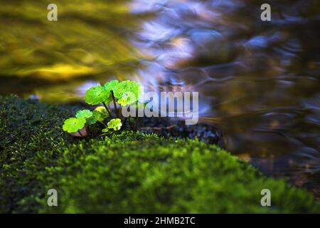Fresh green moist-loving plant grows in wet moss on river bank, nice blue reflection on wavy water surface. Natural ecosystem. Stock Photo