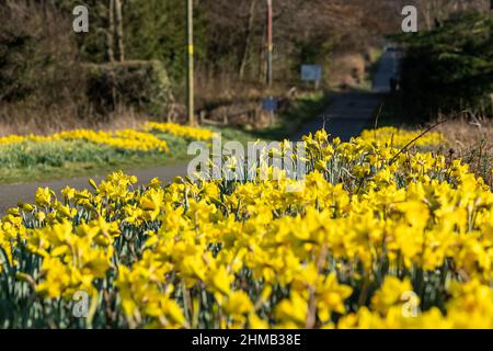 Masses of daffodils along the Fife Coastal Path near Dalgety Bay Fife Scotland. Stock Photo