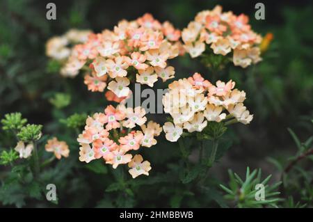 Verbena hybrida Peaches and Cream. Pastel coloured salmon verbena flowers Stock Photo