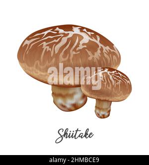 Shiitake Mushroom on white background, natural food ingredient, realistic vector illustration close-up Stock Vector