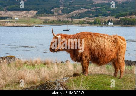 Highland cow Bos taurus over looking a Scottish Loch on the Island of Mull, Western Isles, UK Stock Photo