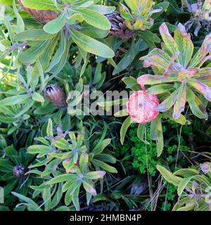 A King Protea plant and flower; Protea cynaroides; also known as giant protea, honeypot, king sugar bush or shrub; national flower of South Africa. Stock Photo
