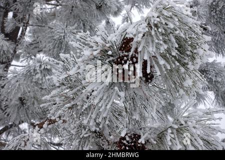 hoarfrost, deposit of ice crystals on objects exposed to the free air, such as grass blades, tree branches, or leaves. It is formed by direct condensa Stock Photo