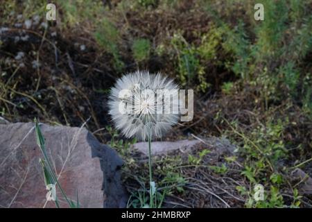 Salsify, with white puffy seed heads similar to dandelion. Against natural rock and vegetation background. Stock Photo