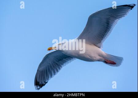 Seagull in flight Stock Photo