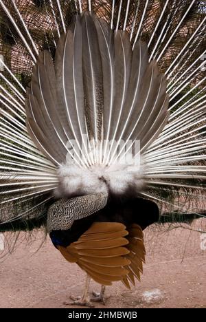 Peacock display from rear. Stock Photo