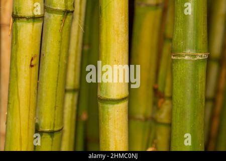 Close-up selective focus shot of green bamboo stalks in a Chinese Park Stock Photo