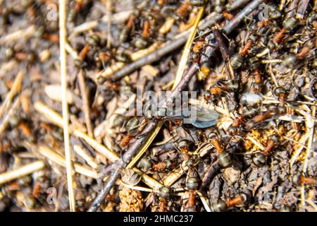 an oviparous female ant moves along the nest of wood ants among workers, which is preparing for migration and organizing a new nest, selective focus Stock Photo