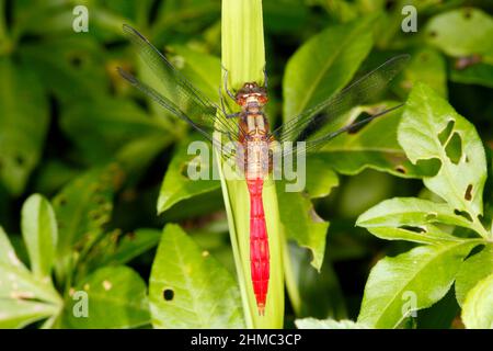 Fiery Skimmer Dragonfly, Orthetrum villosovittatum. Male. Coffs Harbour, NSW, Australia Stock Photo