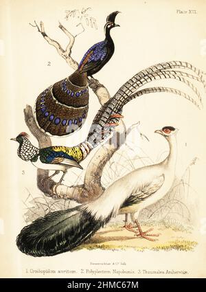 Blue eared pheasant, Crossoptilon auritum 1, Palawan peacock-pheasant, Polyplectron napoleonis 2, and Lady Amherst's pheasant, Chrysolophus amherstiae 3. Handcoloured lithograph by Bauerrichter from Adam White’s Popular History of Birds, Lowell Reeve, Covent Garden, London, 1855. Stock Photo