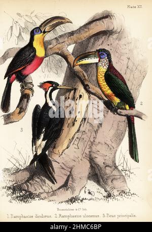 Green-billed toucan, Ramphastos dicolorus 1, curl-crested aracari, Pteroglossus beauharnaisii 2, and critically endangered ivory-billed woodpecker, Campephilus principalis 3. Handcoloured lithograph by Bauerrichter from Adam White’s Popular History of Birds, Lowell Reeve, Covent Garden, London, 1855. Stock Photo