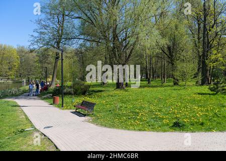 Zelenogradsk, Russia - may 11, 2021: beautiful lawn with blooming dandelions at the city park Stock Photo