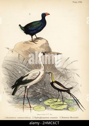 Asian openbill, Anastomus oscitans 1, pheasant-tailed jacana, Hydrophasianus chirurgus 2, and endangered takahe, Porphyrio hochstetteri 3. Handcoloured lithograph by Bauerrichter from Adam White’s Popular History of Birds, Lowell Reeve, Covent Garden, London, 1855. Stock Photo